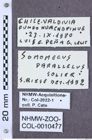 Etikette zu Somomecus parallelus (NHMW-ZOO-COL-0010477)